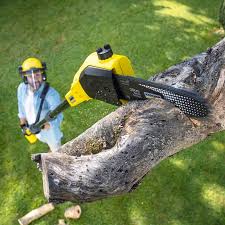 Why Choose Our Tree Removal Services in Bay City, MI?