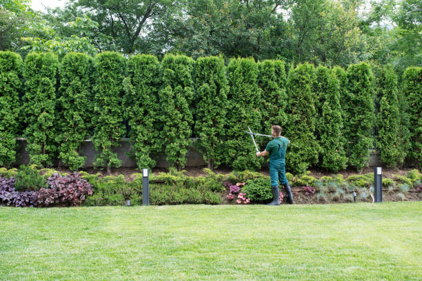 Professional  Tree Services in Bay City, MI